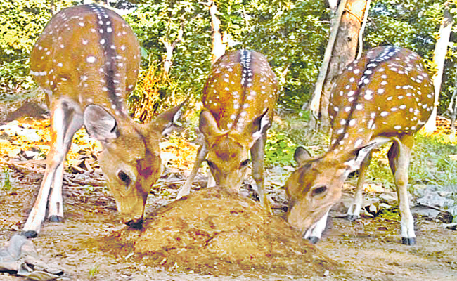 deer.jpg