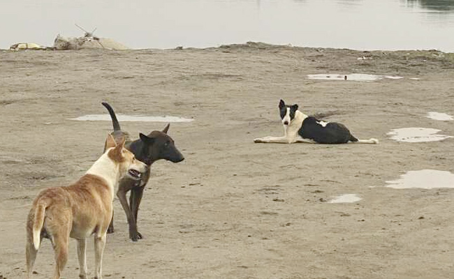 Stray-dogs-medchal-manoj-ki.jpg