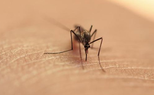 mosquitoes.jpg