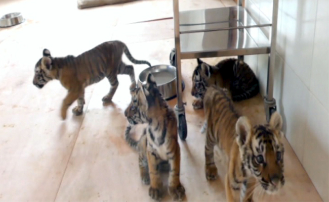 Tiger-cubs3.jpg