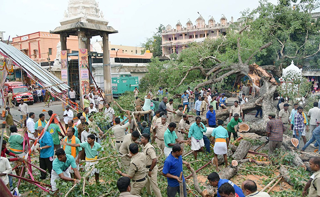 Devotee-killed-After-Tree-Fell-On-Him-At-Tirupati.jpg