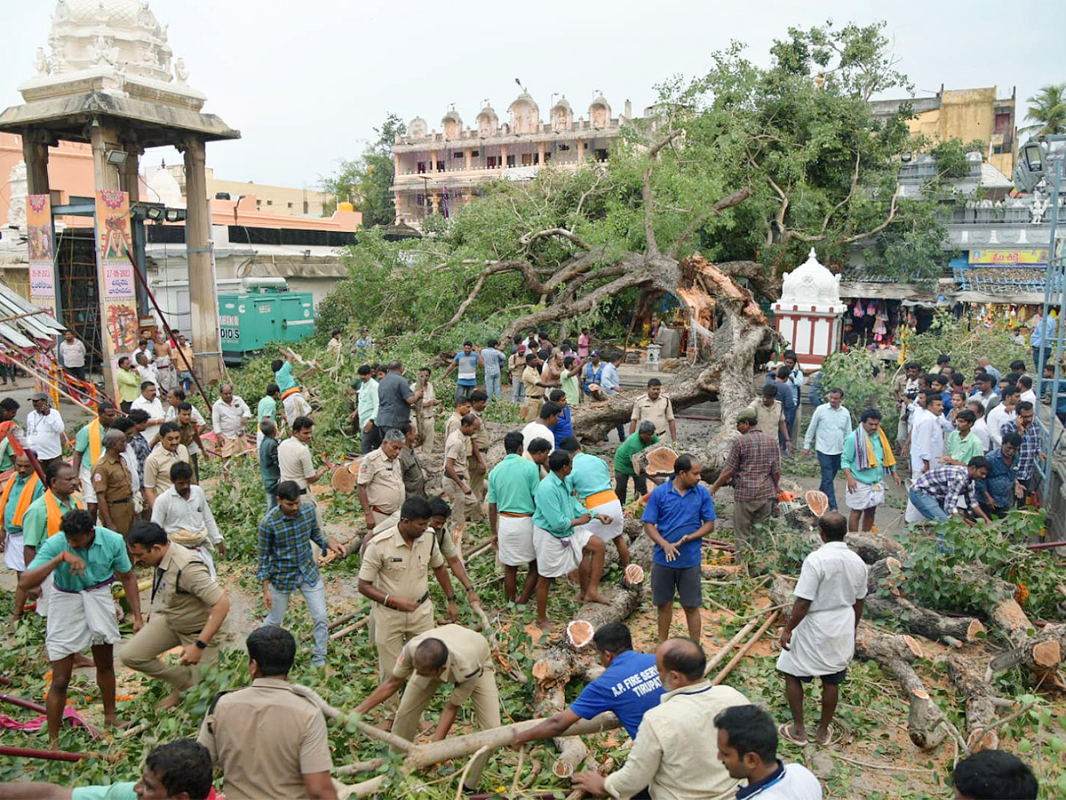 Devotee_20killed_20After_20Tree_20Fell_20On_20Him_20At_20Tirupati_20Govindaraja_20Swamy_20temple-13.jpg 13