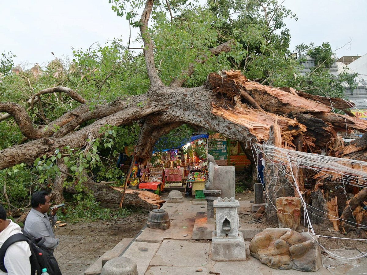 Devotee_20killed_20After_20Tree_20Fell_20On_20Him_20At_20Tirupati_20Govindaraja_20Swamy_20temple-27.jpg 26