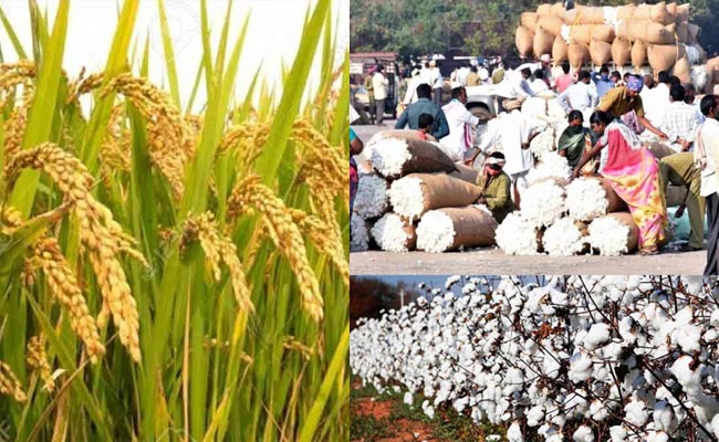 Rice-and-Cotton.jpg