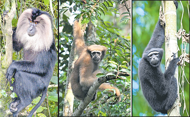 Monkey.jpg