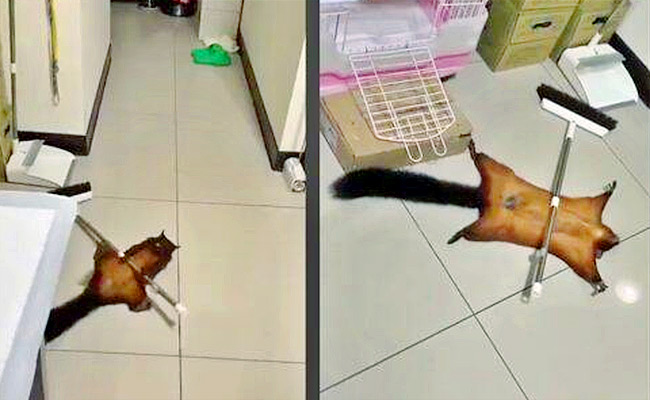 Flying-squirrel-Act-As-Lying.jpg