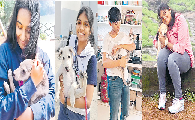 pets-dogs.jpg