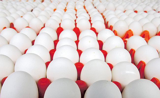 eggs.jpg