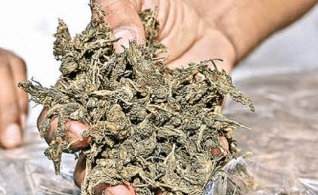 ganja.jpg