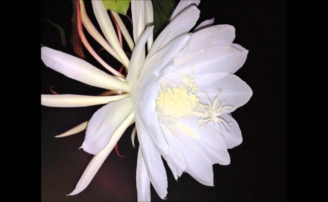 1._20Kadapul_20Flower_20_28priceless_29.jpg 2
