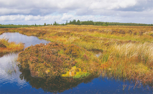 5._20Kielder_20Mires.jpg 6