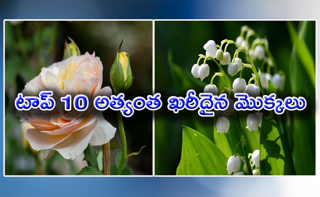 flower-cover-page.jpg 1