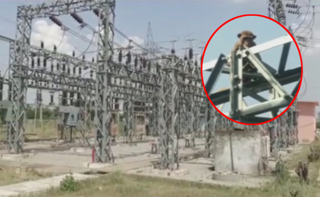 monkey1.jpg