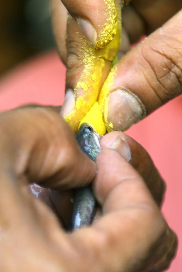 Fish-_20Medicine_20-Distribution-_20Nampally_20-Exhibition-_20Grounds-_20Photos-35.jpg 33