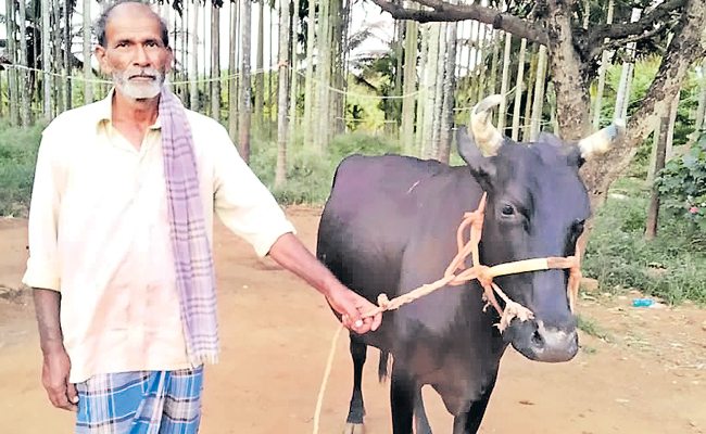 cow.jpg