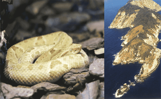 9.Snake_20Island.jpg 10