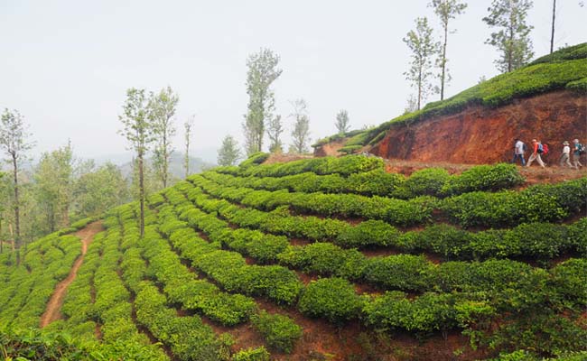 Wayanad.jpg 4