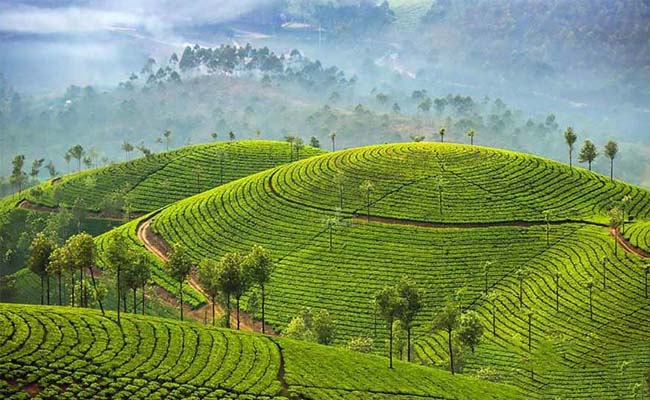 munnar.jpg 11