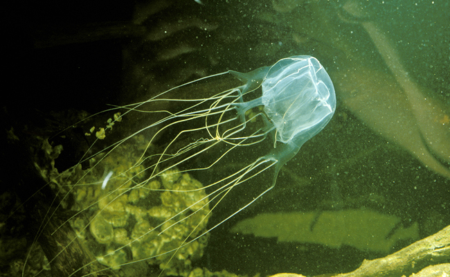 1._20Chironex_20_28Box_20Jellyfish_29.jpg 2