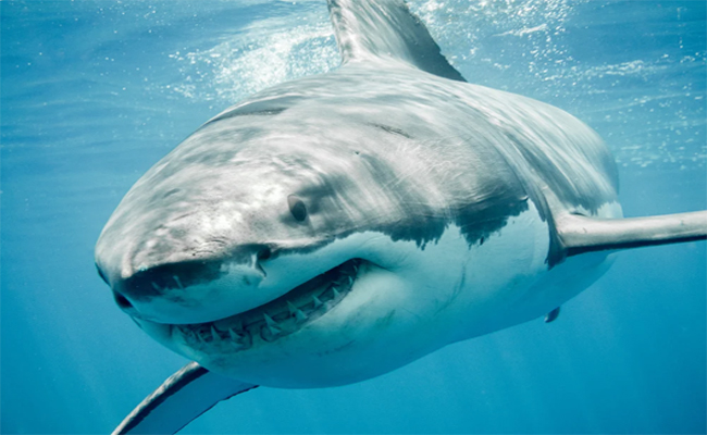 10._20Tiger_20Sharks.jpg 11