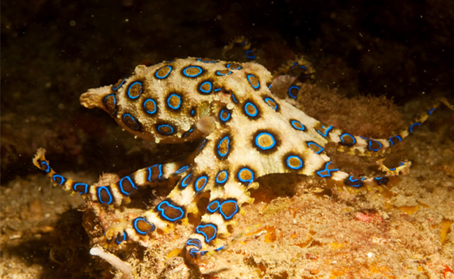 2._20Blue-Ringed_20Octopus.jpg 3