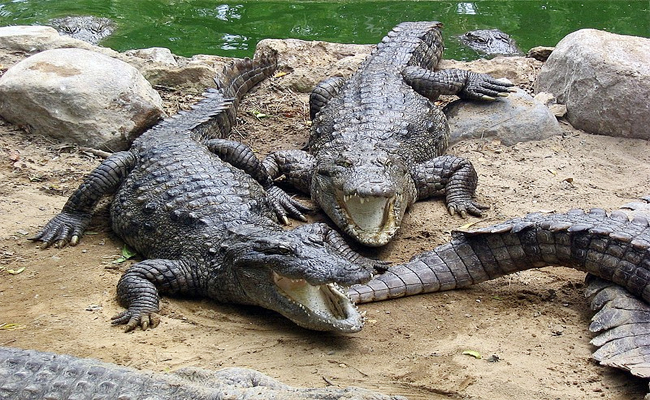 3._20Crocodile.jpg 4