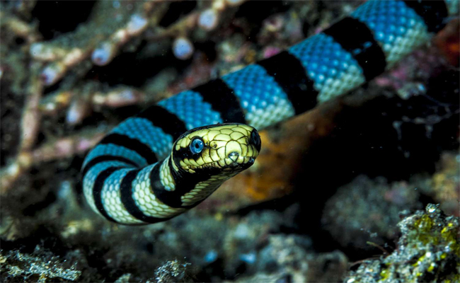 4._20Sea_20Snakes.jpg 5