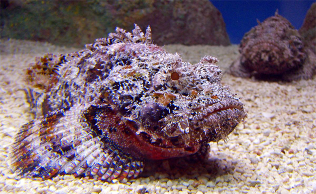 5._20Stonefish.jpg 6