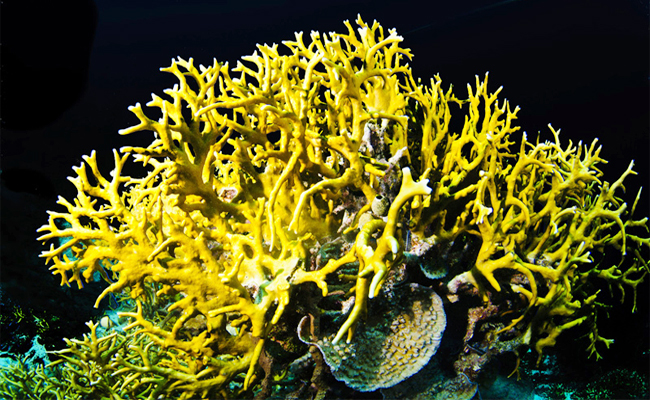 6._20Fire_20Coral.jpg 7