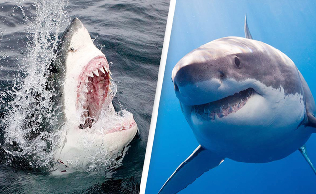 7._20Great_20White_20Shark.jpg 8