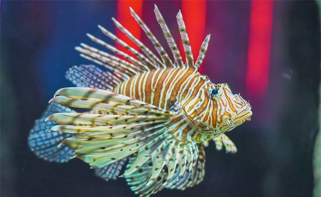 8._20Lionfish.jpg 9