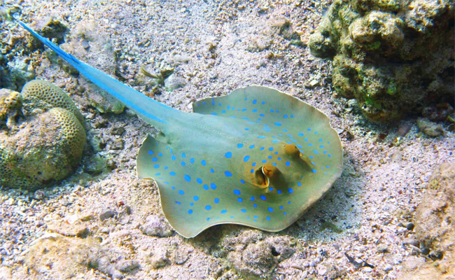 9._20Stingrays.jpg 10