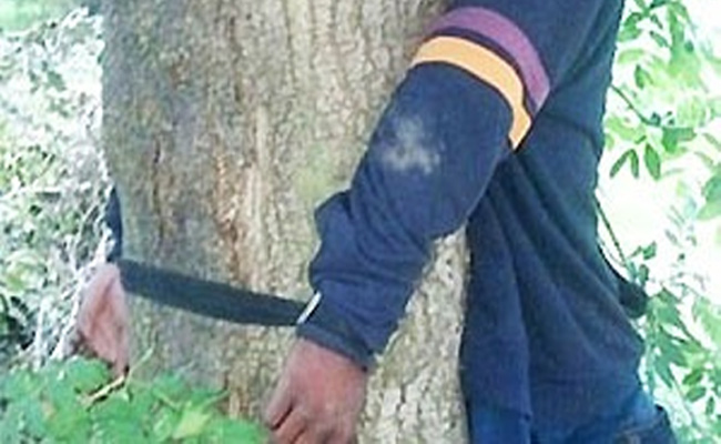 tree.jpg