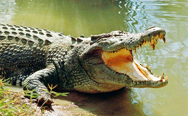 Crocodile-Killed-Teen-Pulled.jpg