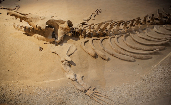 5.Whale_20fossils_20at_20a_20farm.jpg 6