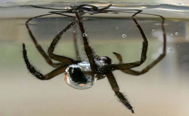 9.Spider_20in_20the_20water.jpg 10
