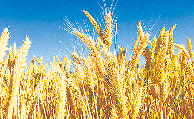 WHEAT.gif