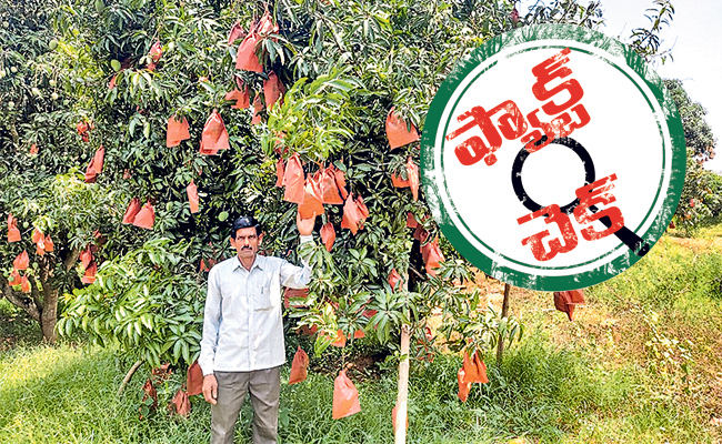 Which-Govt-Helped-To-Mango-Farmer.jpg