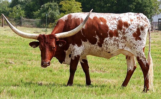 cow.jpg