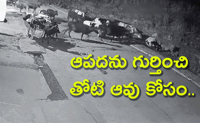 Attacks-Cow-Bhopal-Viral-Video.jpg