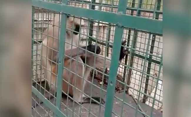monkey.jpg