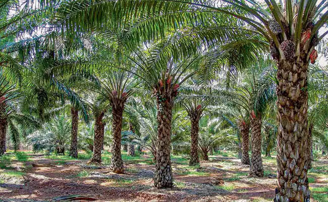 oilpalm.jpg