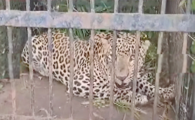 Leopard-Caught-At-Tirumala.jpg