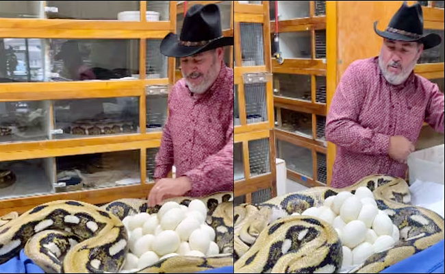 Snake.jpg