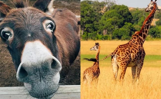 animal.jpg
