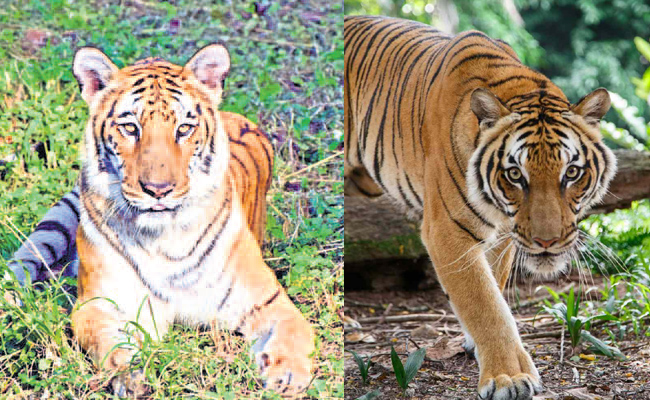 tiger.jpg