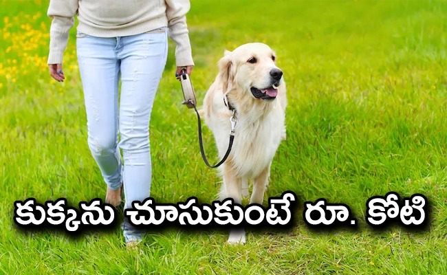 oncrore-job-for-dog-nanny.jpg