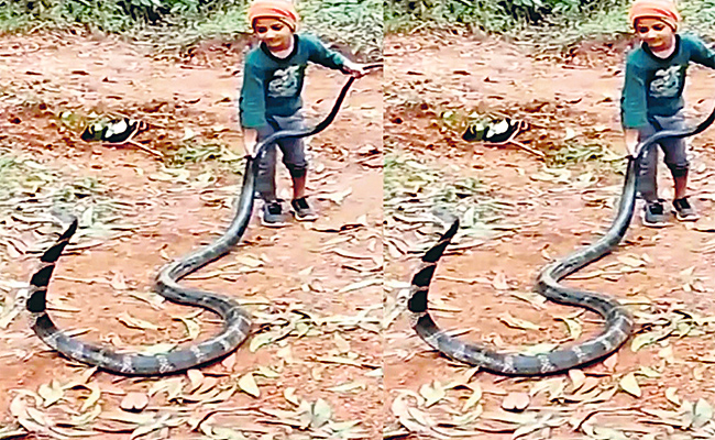5-year-Old-Boy-Playing-With-Cobra.jpg
