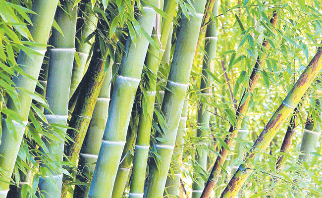 BAMBOO.gif