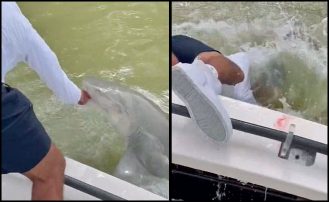 shark_20bite.jpeg